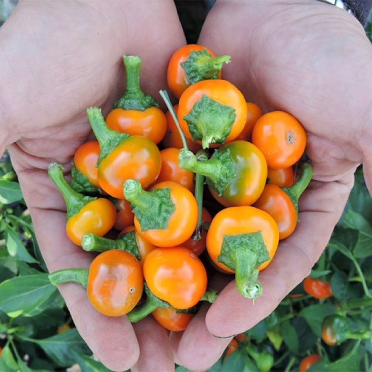 Chilli oranžové Korál - Capsicum annuum - semena chilli - 15 ks