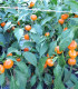 Chilli oranžové Korál - Capsicum annuum - semena chilli - 7 ks