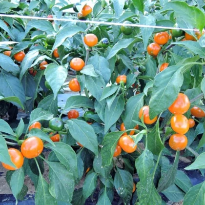 Chilli oranžové Korál - Capsicum annuum - semena chilli - 15 ks