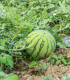 Meloun vodní Saskatchewan - Citrullus lanatus - semena melounu - 6 ks