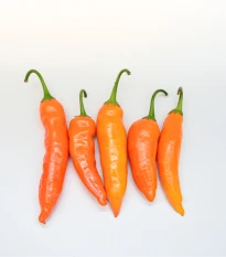Chilli Aji Amarillo - Capsicum annuum - semena chilli - 7 ks
