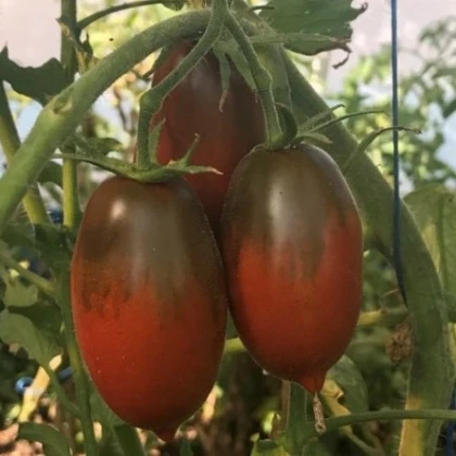 Rajče Black Plum - Solanum lycopersicum - semena rajčete - 6 ks