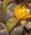 Lithops dinteri Dintergreen - semena lithopsu - 10 ks