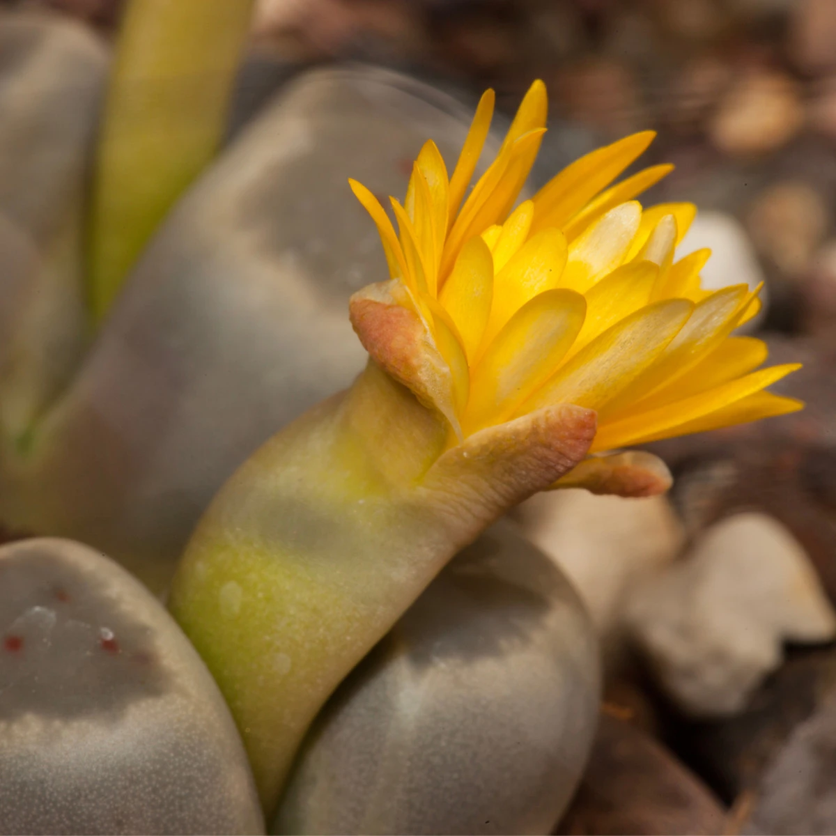 Lithops dinteri Dintergreen - semena lithopsu - 10 ks