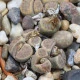 Lithops dinteri Dintergreen - semena lithopsu - 10 ks