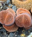 Lithops euniceae Fluminalis - semena lithopsu - 10 ks