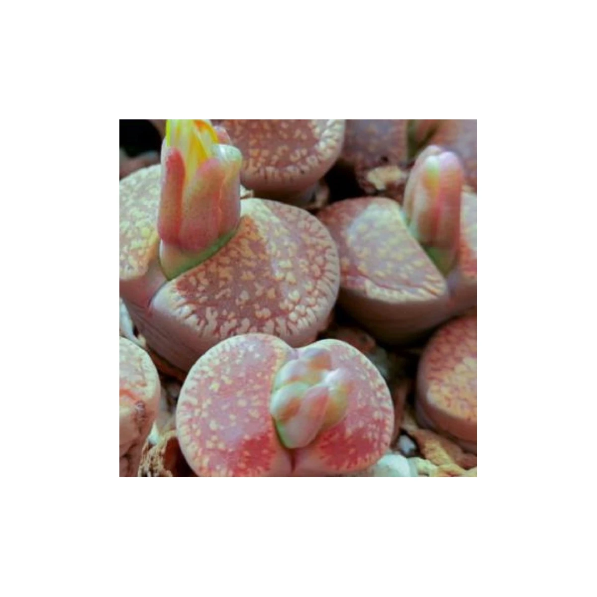 Lithops aucampiae Rudesheim Shiraz - semena lithopsu - 15 ks