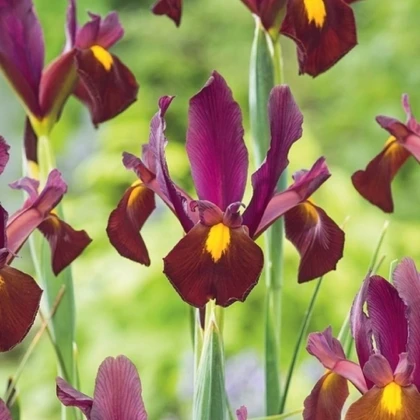 Kosatec Red Ember - Iris hollandica - cibulky kosatce - 3 ks