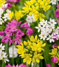 Česnek drobnokvětý směs barev - Allium - cibule okrasného česneku - 5 ks