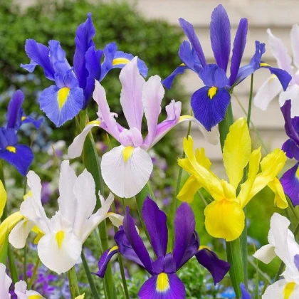 Kosatec holandský směs - Iris hollandica - hlízy kosatce - 5 ks