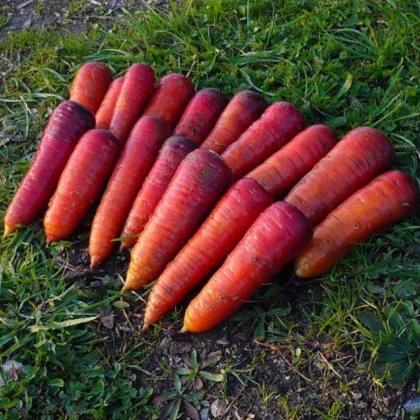 BIO Mrkev raná Rouge Sang - Daucus carota - bio semena mrkve - 200 ks