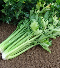 Celer řapíkatý Malachit - Apium graveolens - semena celeru - 0,7 g