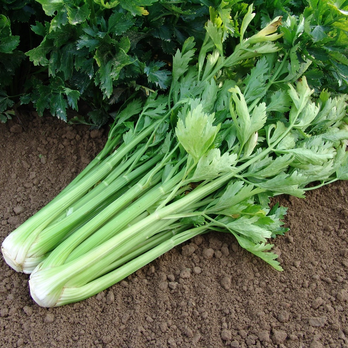 Celer řapíkatý Malachit - Apium graveolens - semena celeru - 0,7 g