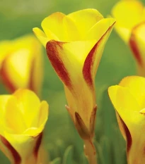 Šťavel dvoubarevný Golden cape - Oxalis - hlízy šťavelu - 1 ks