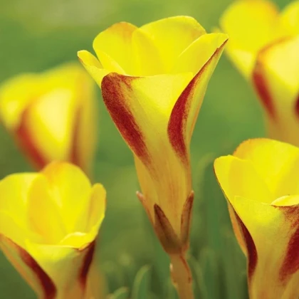 Šťavel dvoubarevný Golden cape - Oxalis - hlízy šťavelu - 1 ks