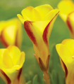 Šťavel dvoubarevný Golden cape - Oxalis - hlízy šťavelu - 1 ks