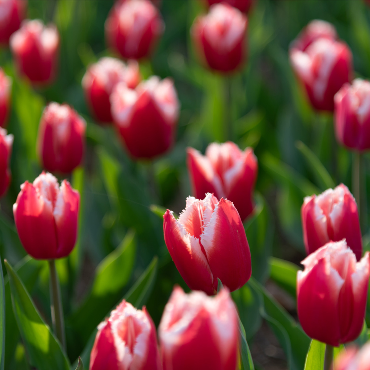 Tulipán Canasta – Tulipa – tulipány – cibule – pěstování