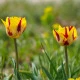 Tulipán Washington – Tulipa – tulipány – cibule – pěstování