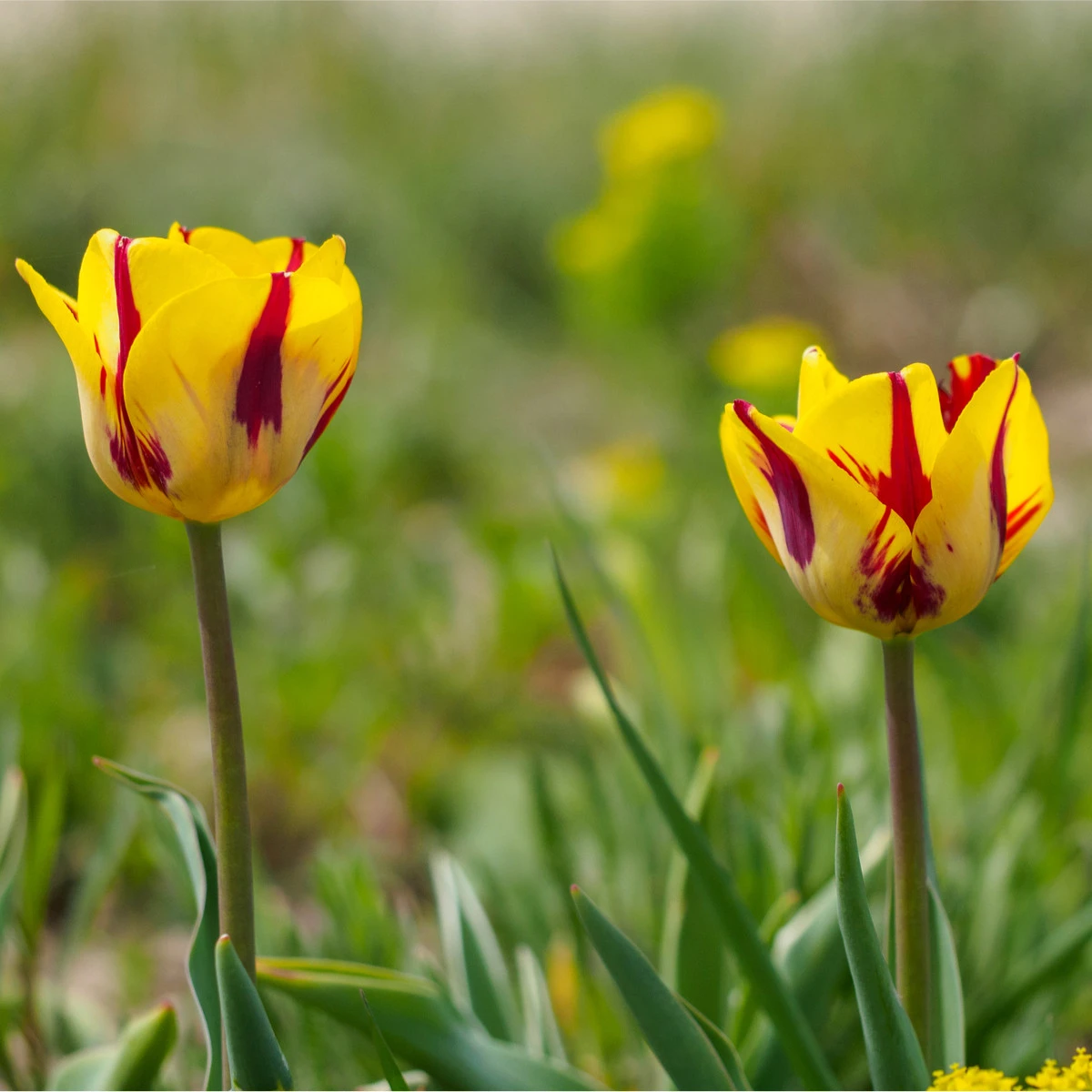 Tulipán Washington – Tulipa – tulipány – cibule – pěstování