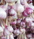 Sadbový česnek Janko - Allium sativum - paličák - cibule česneku - 1 balení