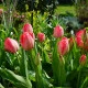 Tulipán Van Eijk - Tulipa - cibule tulipánu - 3 ks