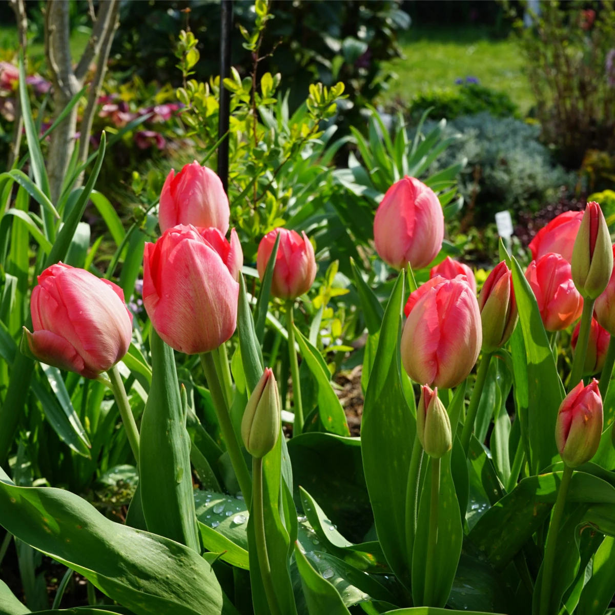 Tulipán Van Eijk - Tulipa - cibule tulipánu - 3 ks