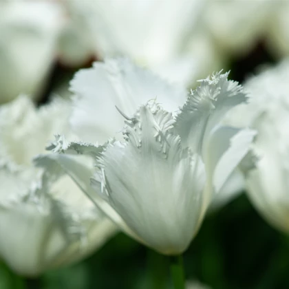 Tulipán White Parrot - Tulipa - cibule tulipánu - 3 ks