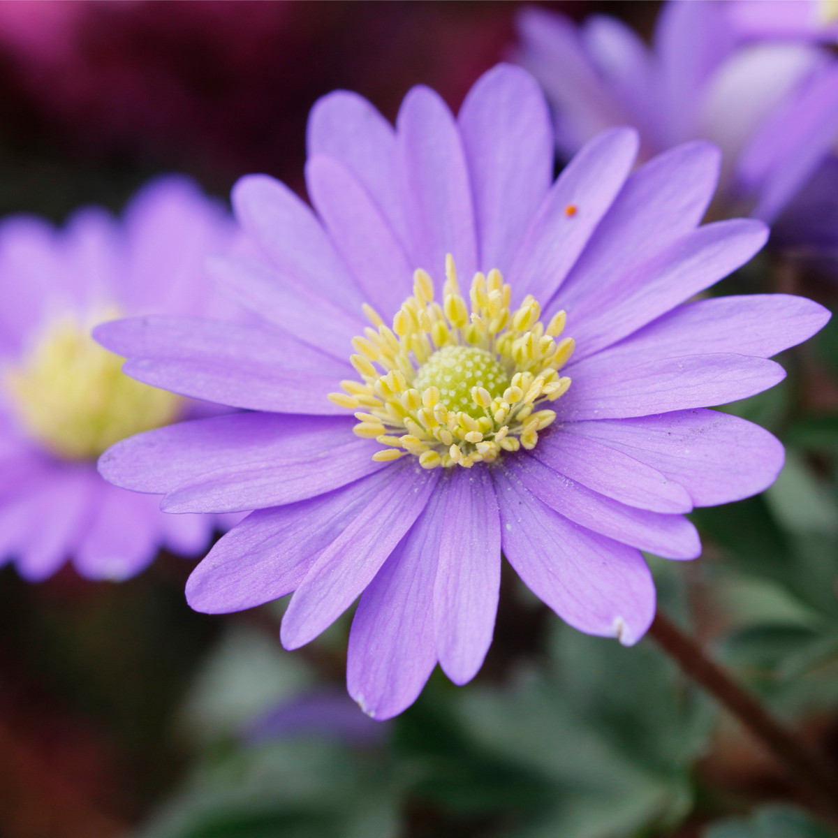 Sasanka vábná Violet Star - Anemone blanda - hlízy sasanky - 3 ks