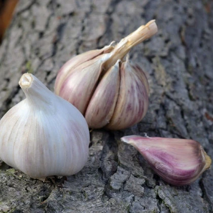Sadbový česnek Rusinka - Allium sativum - paličák - cibule česneku - 1 balení