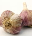 Sadbový česnek Havran - Allium sativum - ozimý paličák - cibule česneku - 1 balení