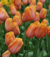 Tulipán Dordogne - Tulipa - cibule tulipánu - 3 ks