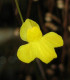 Bublinatka šídlovitá - Utricularia subulata - semena bublinatky - 15 ks