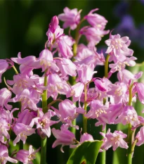 Hyacintovec španělský růžový - Hyacinthoides hispanica - cibule hyacintovce - 5 ks