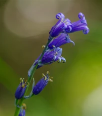Hyacintovec britský non-scripta - Hyacinthoides hispanica - cibule hyacintovce - 5 ks
