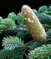 Jedle bělokorá - Abies alba - semena jedle - 7 ks