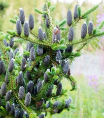 Jedle balzámová - Abies balsamea - semena jedle - 7 ks