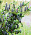Jedle balzámová - Abies balsamea - semena jedle - 7 ks