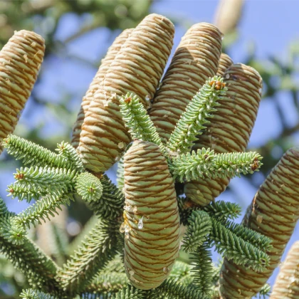 Jedle španělská - Abies pinsapo - semena jedle - 7 ks