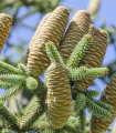 Jedle španělská - Abies pinsapo - semena jedle - 7 ks