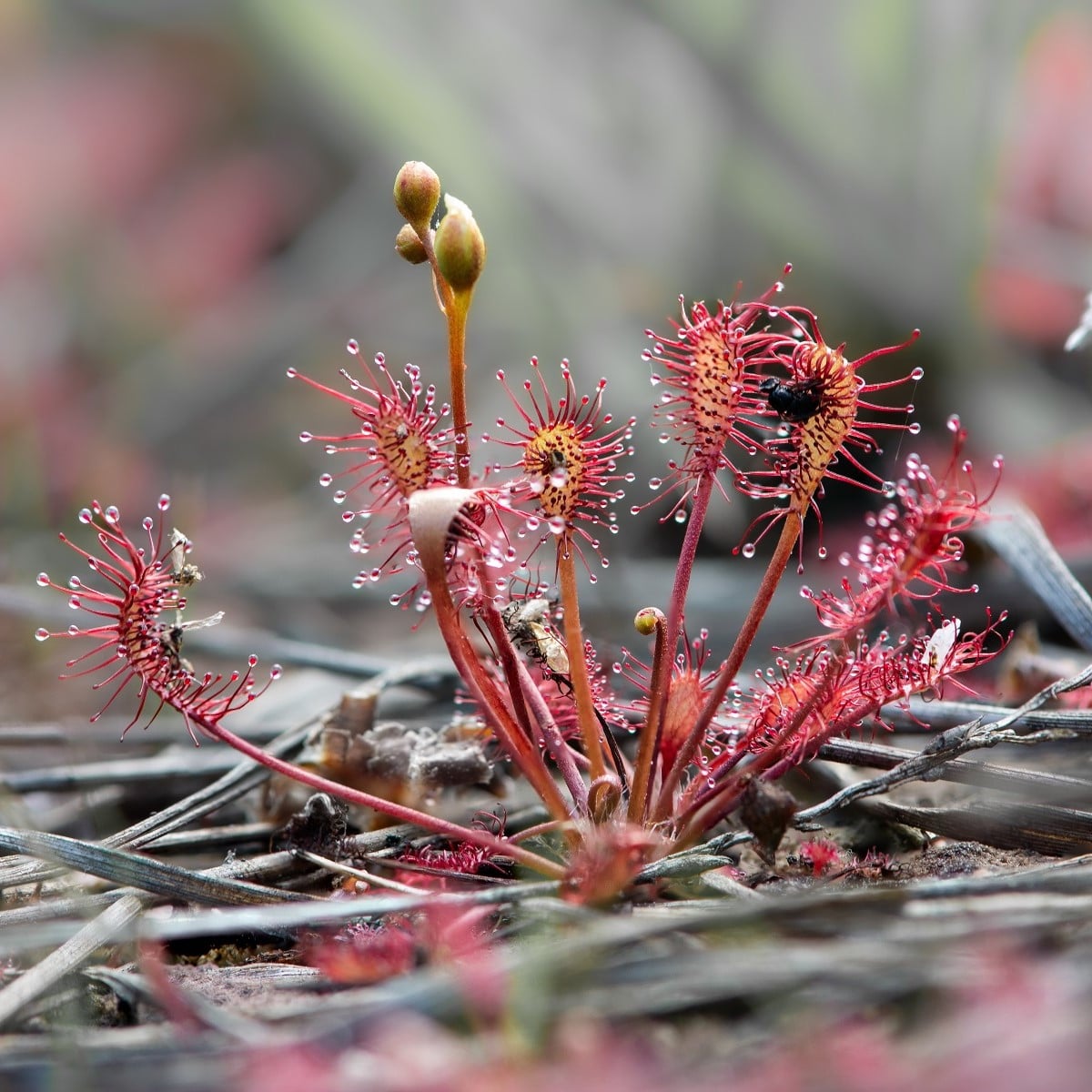 Rosnatka prostřední - Drosera intermedia - semena rosnatky - 10 ks