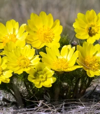 Hlaváček jarní - Adonis vernalis - semena hlaváčku - 10 ks