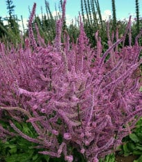 Limonka širokolistá Suworova -  Limonium suworowii - semena limonky - 600 ks