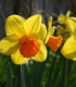 Narcis Jetfire - Narcissus L. - cibule narcisu - 3 ks