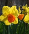 Narcis Jetfire - Narcissus L. - cibule narcisu - 3 ks