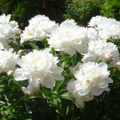 Pivoňka Gardenia - Paeonia lactiflora - hlízy pivoňky - 1 ks