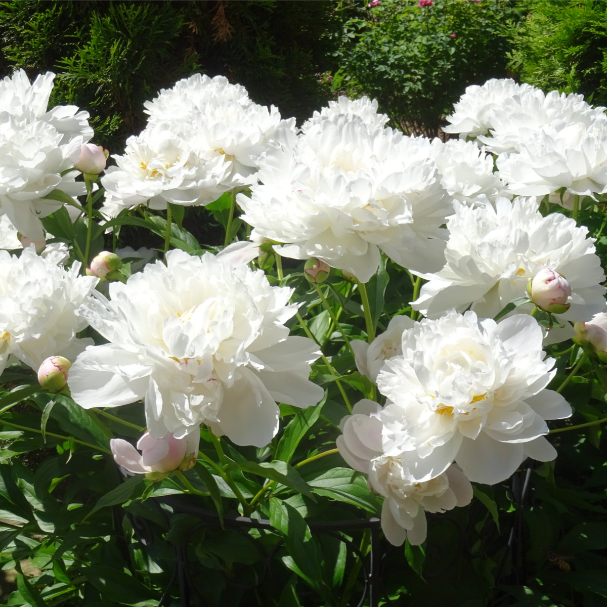 Pivoňka Gardenia - Paeonia lactiflora - hlízy pivoňky - 1 ks