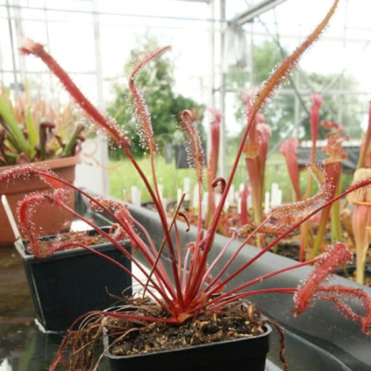 Rosnatka Red plant - Drosera capensis - semena rosnatky - 15 ks