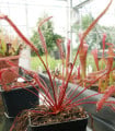 Rosnatka Red plant - Drosera capensis - semena rosnatky - 15 ks