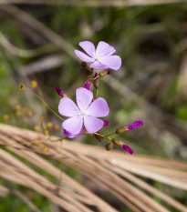 Rosnatka Minor - Drosera capensis - semena rosnatky - 10 ks
