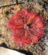 Rosnatka Minor - Drosera capensis - semena rosnatky - 10 ks